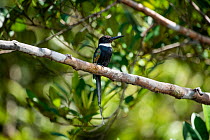 Paradise jacamar (Galbula dea) perched on tree branch.  Cristalino State Park, Alta Floresta, Mato Grosso, Brazil.