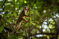 Collins' squirrel monkey (Saimiri collinsii) jumping from tree branch to vine.  Jari Channel, Para, Brazil.