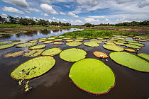 Giiant Amazon water lily (Victoria amazonica) pads floating on Jari Channel.  Amazon River, Para, Brazil.