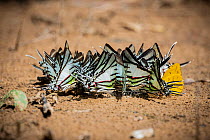 Short lined kite-swallowtail (Eurytides agesilaus) and Great kite-swallowtail (Protesilaus protesilaus) butterflies aggregated on Amazon forest floor.  Cristalino State Park, Alta Floresta, Mato Gros...