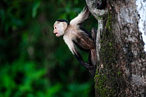 Panamanian white-faced capuchin (Cebus imitator) calling out from tree trunk.  Corcovado National Park, Osa Peninsula, Costa Rica.