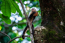 Panamanian white-faced capuchin (Cebus imitator) juvenile, feeding on part of coconut.  Corcovado National Park, Osa Peninsula, Costa Rica.