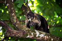 White-nosed coati (Nasua narica) on tree branch, looking down.  Corcovado National Park, Osa Peninsula, Costa Rica.
