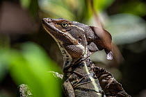 Common basilisk (Basiliscus basiliscus) close up.  Corcovado National Park, Osa Peninsula, Costa Rica.