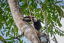 Northern tamandua (Tamandua mexicana) climbing tree.  Corcovado National Park, Osa Peninsula, Costa Rica.