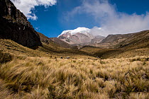 View of snow capped Chimborazo, highest stratovolcano reaching 6263 metres.  Chimborazo, Ecuador. January, 2020.