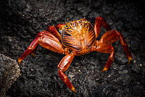 Sally lightfoot crab (Grapsus grapsus) on rock.  Isabela Island, Galapagos Islands, Ecuador.