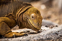 Santa Fe land iguana (Conolophus pallidus) close up.  Santa Fe Island, Galapagos Islands, Ecuador.