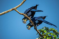 Two Hyacinth macaws (Anodorhynchus hyacinthinus) perched on branch, looking down.  Transpantaneira Highway, Mato Grosso, Brazil.