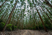 View of Eucalyptus (Eucalyptus) plantation. Senges, Parana, Brazil.