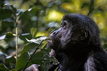 Mountain gorilla (Gorilla beringei beringei) feeding on branch, part of group previously habituated to humans.  Bwindi Impenetrable Forest, Kanungu District, Uganda.