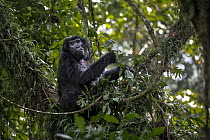 Juvenile Mountain gorilla (Gorilla beringei beringei) resting in tree, part of group in habituation process.   Bwindi Impenetrable Forest, Kanungu District, Uganda.