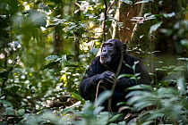 Chimpanzee (Pan troglodytes) sitting on forest floor, spotted while tracking different group.  Kibale National Park, Uganda.