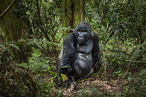 Silverback Mountain gorilla (Gorilla beringei beringei) sitting on forest floor, part of group previously habituated to humans.  Bwindi Impenetrable Forest, Kanungu District, Uganda.