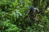 Ranger tracking family of Mountain gorillas (Gorilla beringei beringei) for habituation process, using their droppings. Bwindi Impenetrable Forest, Kanungu District, Uganda.