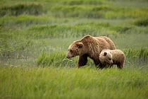 Grizzly bears (Ursus arctos) female with cub, feeding on Sedge (Carex sp.) grass, Lake Clark National Park, Alaska, USA. July.