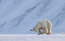 Polar bear (Ursus maritimus) female with cub, feeding on Ringed seal (Pusa hispida) carcass, Svalbard, Norway. April.