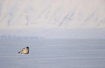 Ringed seal (Pusa hispida) resting on ice, Svalbard, Norway. April.
