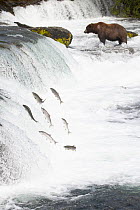 Salmon (Salmo sp.) leaping up waterfall with Grizzly bear (Ursus arctos) lurking in background, Brooks Falls, Katmai National Park, Alaska. July.