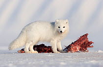 Arctic fox (Alopex lagopus) in winter coat, feeding on Ringed seal ((Pusa hispida) carcass, Svalbard, Norway. April.