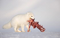Arctic fox (Alopex lagopus) in winter coat, carrying remains of Ringed seal (Pusa hispida) carcass in mouth, Svalbard, Norway. April.