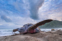 Leatherback turtle (Dermochelys coriacea) female, on beach covering nest with sand, Grande Riviere, Trinidad Island, Trinidad & Tobago, Caribbean.