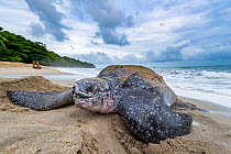 Leatherback turtle (Dermochelys coriacea) female, on beach covering nest with sand, Grande Riviere, Trinidad Island, Trinidad & Tobago, Caribbean.