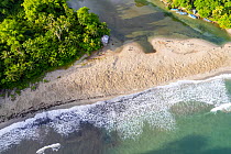 Aerial view of Leatherback turtle (Dermochelys coriacea) tracks on beach separating the sea and the river, left by nesting females, Grande Riviere, Trinidad Island, Trinidad & Tobago, Caribbean.