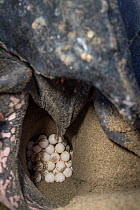 Leatherback turtle (Dermochelys coriacea) female, laying eggs in nest on beach before dawn, Grande Riviere, Trinidad Island, Trinidad & Tobago, Caribbean.