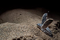 Leatherback turtle (Dermochelys coriacea) hatchling emerging from of nest in sand after two months incubation, Grande Riviere, Trinidad Island, Trinidad & Tobago, Caribbean.