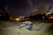 Leatherback turtle (Dermochelys coriacea) female, returning to sea after laying eggs on beach, with lights from village in background. Most villagers use only red-shielded outside lights to prevent tu...
