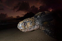 Leatherback turtle (Dermochelys coriacea) female, returning to sea at dawn after laying eggs on beach, Grande Riviere, Trinidad Island, Trinidad & Tobago, Caribbean.