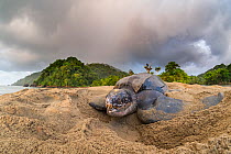 Leatherback turtle (Dermochelys coriacea) female, returning to sea at dawn after laying eggs on beach, Grande Riviere, Trinidad Island, Trinidad & Tobago, Caribbean.
