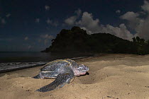 Leatherback turtle (Dermochelys coriacea) female, coming ashore to nest on beach at night, Grande Riviere, Trinidad Island, Trinidad & Tobago, Caribbean.