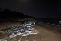 Leatherback turtle (Dermochelys coriacea) females, returning to sea at night after nesting on beach, Grande Riviere, Trinidad Island, Trinidad & Tobago, Caribbean.
