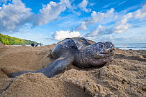 Leatherback turtle (Dermochelys coriacea) female, covering nest on beach with sand, Grande Riviere, Trinidad Island, Trinidad & Tobago, Caribbean.