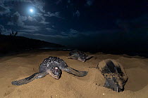 Leatherback turtle (Dermochelys coriacea) females, coming ashore under moonlight to nest on beach, Grande Riviere, Trinidad Island, Trinidad & Tobago, Caribbean.