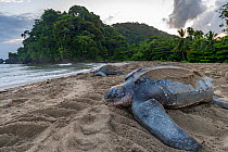 Two Leatherback turtles (Dermochelys coriacea), female, returning to sea after laying eggs in nest on beach, Grande Riviere, Trinidad Island, Trinidad & Tobago, Caribbean.
