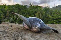 Leatherback turtle (Dermochelys coriacea) female, covering nest with sand on beach, Grande Riviere, Trinidad Island, Trinidad & Tobago, Caribbean.