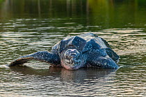 Leatherback turtle (Dermochelys coriacea) female, moving through river channel on beach trying to return to sea after laying eggs, Grande Riviere, Trinidad Island, Trinidad & Tobago, Caribbean.
