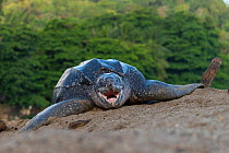 Leatherback turtle (Dermochelys coriacea) female, yawning after laying eggs on beach, Grande Riviere, Trinidad Island, Trinidad & Tobago, Caribbean.