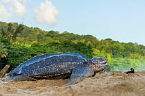 Leatherback turtle (Dermochelys coriacea) female,  returning to sea after laying eggs in nest on beach, Grande Riviere, Trinidad Island, Trinidad & Tobago, Caribbean.