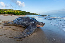 Leatherback turtle (Dermochelys coriacea) female,  returning to sea after laying eggs in nest on beach, Grande Riviere, Trinidad Island, Trinidad & Tobago, Caribbean.