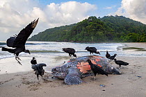 Flock of Black vultures (Coragyps atratus) pecking at shell of exhausted female Leatherback turtle (Dermochelys coriacea) on beach after nesting, Grande Riviere, Trinidad Island, Trinidad & Tobago, Ca...