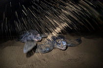 Two Leatherback turtle (Dermochelys coriacea) females, digging sand to build nests on beach at night, Grande Riviere, Trinidad Island, Trinidad & Tobago, Caribbean.