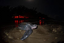 Leatherback turtle (Dermochelys coriacea) female, nesting on beach at night, with red lights from village in background - most villagers use only red-shielded outside lights to prevent nesting turtles...