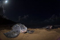 Leatherback turtle (Dermochelys coriacea) females nesting on beach at night, Grande Riviere, Trinidad Island, Trinidad & Tobago, Caribbean.