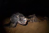 Leatherback turtle (Dermochelys coriacea) females nesting on beach at night, Grande Riviere, Trinidad Island, Trinidad & Tobago, Caribbean.