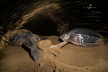 Two Leatherback turtle (Dermochelys coriacea) females nesting on beach at night, Grande Riviere, Trinidad Island, Trinidad & Tobago, Caribbean.