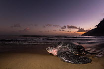 Leatherback turtle (Dermochelys coriacea) female, returning to sea at dawn after nesting on beach, Grande Riviere, Trinidad Island, Trinidad & Tobago, Caribbean Sea.